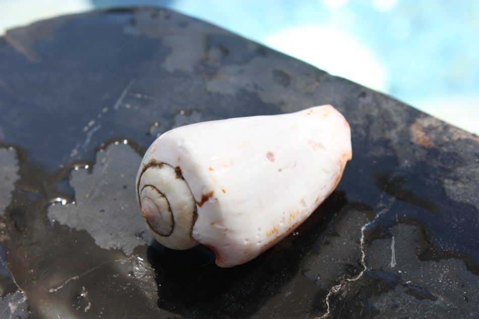 Seashell Magnet #4 - Coastal Living Seashell Magnet #4 - Coastal Living